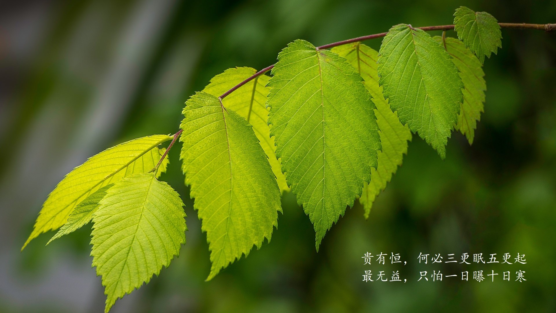 西布朗防守体系完善，铝土矿工稳步前进，西布朗对狼队预测
